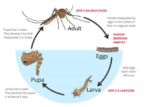 Diagram showing the Culex mosquito lifecycle with integrated mosquito ...