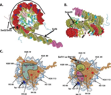 Display of the locations in DNA and histone octamer that were ...