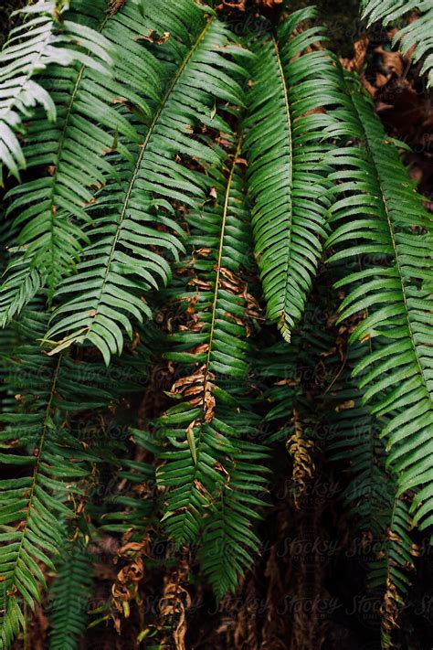 "Tropical Ferns In The Forest" by Stocksy Contributor "J Danielle ...