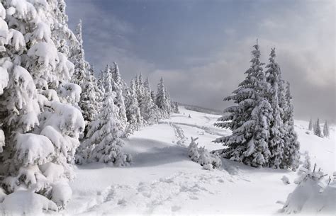 Christmas tree covered with snow wallpapers and images - wallpapers ...