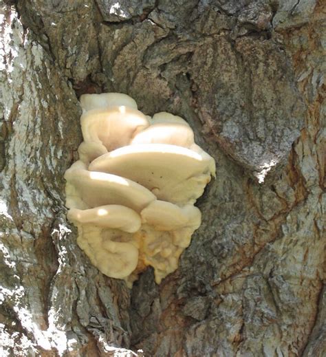 TREE FUNGUS..... | On very large, old Maple Tree. 8-19-08 | Sue Day ...