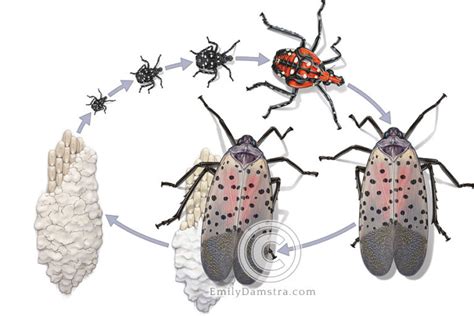 Spotted lanternfly life cycle - Emily S. Damstra