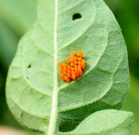 Colorado Potato Beetle eggs on Nightshade leaf | Explore ima… | Flickr ...