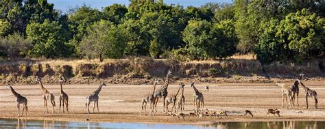 Zambia Tours, Safaris, and Travel Adventures | GeoEx