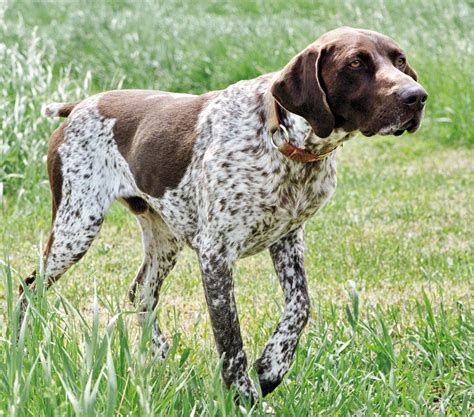 German Shorthaired Pointer Info, Temperament, Life Span, Puppies and ...