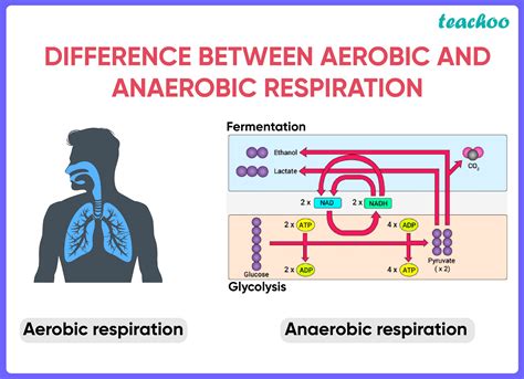 Difference Between Aerobic and Anaerobic Respiration [in Table Form]