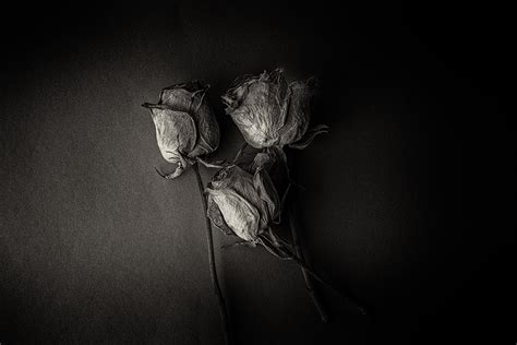 Wilted Roses on Behance