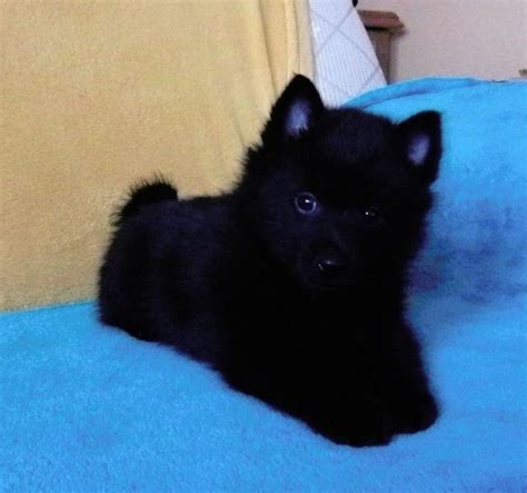 Schipperke puppies - male | Puppies for sale | DOGVA.com