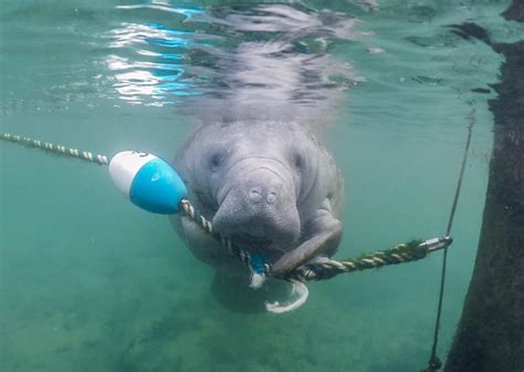 My Guide to Booking the Best Manatee Tours in Crystal River, Florida