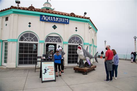 Roundhouse Aquarium, on Manhattan Beach pier, reopens to public – Daily ...