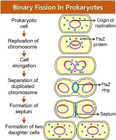 Binary Fission In Prokaryotes