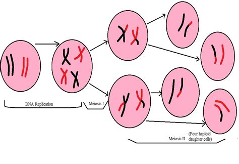 What are the Differences between Meiosis and Mitosis? | Meiosis ...