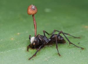 Zombie ants have been manipulated by secretions from a killer fungus ...