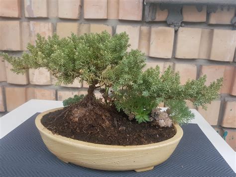 Is there hope for my Juniper? : Bonsai