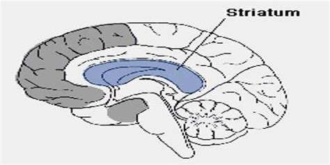 Striatum - Zoefact