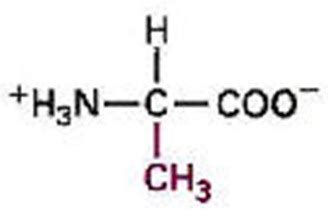 Bio Gallery: Alanine Molecular Structure