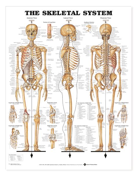 Skeletal System - Charts | 1940