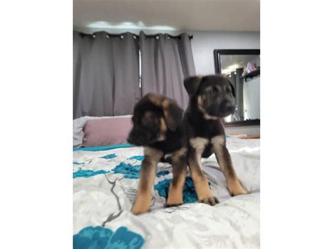 8 weeks old German Sheprador puppies Akron - Puppies for Sale Near Me