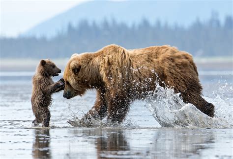 Alaska’s Wildlife in the Crosshairs | Defenders of Wildlife