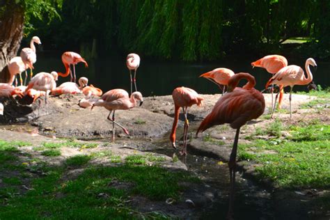 Flamingo Land // The Zoo - Skinnedcartree