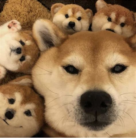 Shiba Inu Meme Cute