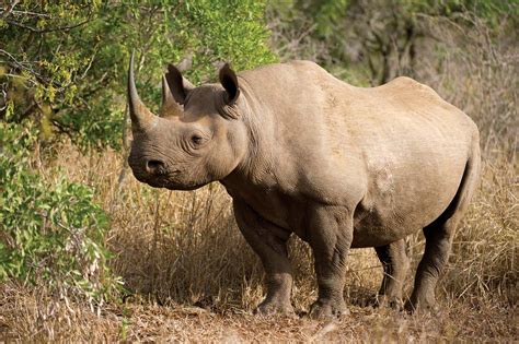 black rhinoceros | Description, Population, Habitat, & Facts | Britannica