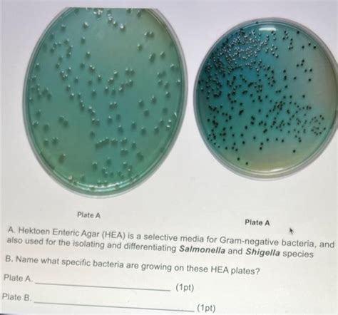 Solved Plate A Plate A A. Hektoen Enteric Agar (HEA) is a | Chegg.com