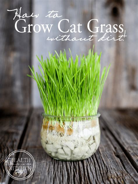 How to Grow Cat Grass Without Dirt - Health Starts in the Kitchen