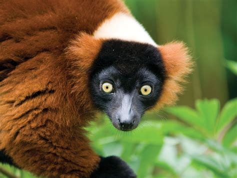 Lemur | Description, Types, Diet, & Facts | Britannica