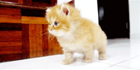 The 46 Cutest Cat GIFs Ever