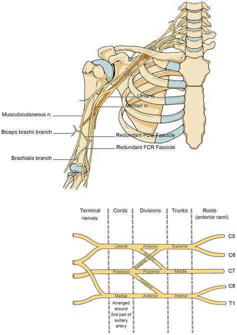 Frontiers | Review of rehabilitation protocols for brachial plexus injury