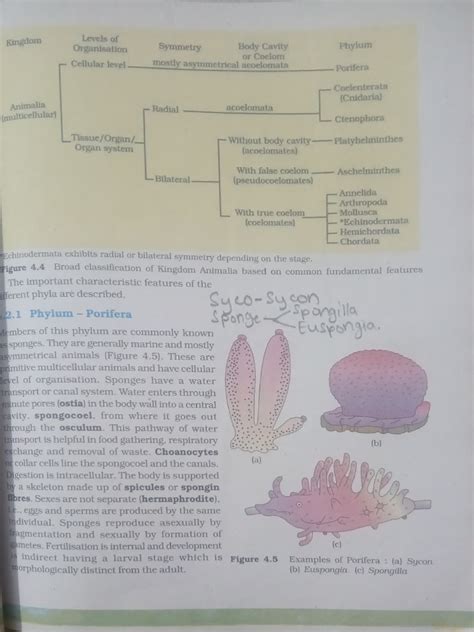 Animalia Examples | PDF