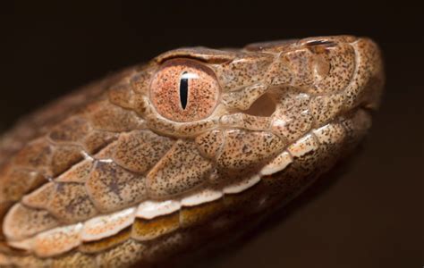 How Likely is a Copperhead Bite? New Research Helps Shed Light on This ...