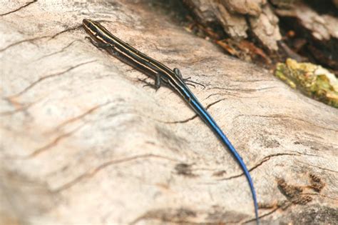 The Good, the Bad, & the Outdoors: Creature Feature: Five-lined Skink