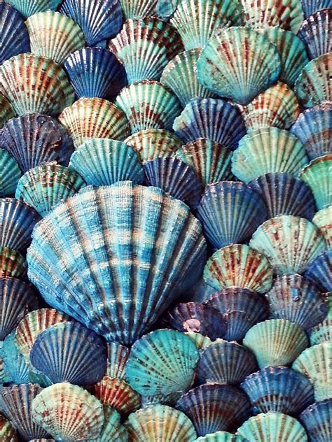 Blue Shells | Coastal Living | Pinterest | Shell, Beach and Ocean