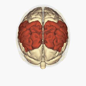 Parietal Lobe - Physiopedia