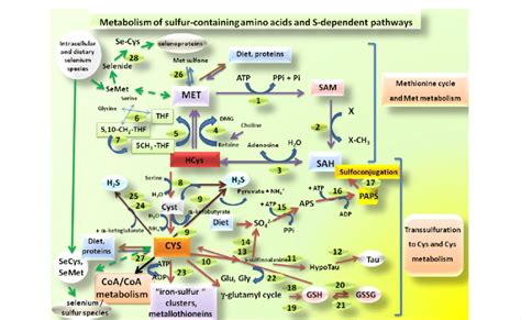 Main pathways of sulfur metabolism in humans. Enzymes of Met ...