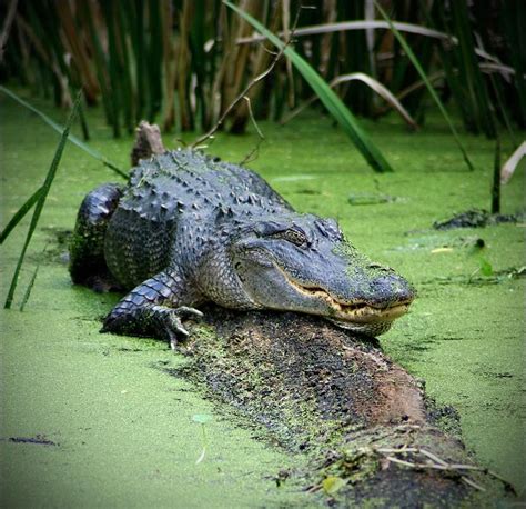 An Alligator in the Swamp… – Garth Nichols