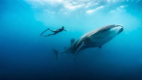 Top 10: best resorts in the Maldives for snorkeling - the Luxury Travel ...