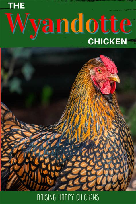 Wyandotte chickens: the right breed for you? 8 ways to decide.