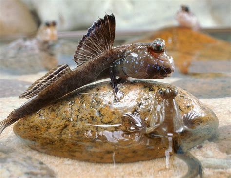 Mudskipper - Fishes World - HD Images & Free Photos