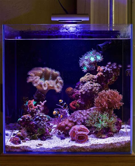 Justind823's 17 Gallon Nano Reef Cube Rebirth - May 2019 Featured Reef ...