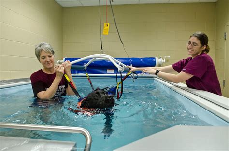 Dog Hydrotherapy | Canine Hydrotherapy | K9 Therapy