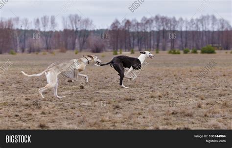 Training Coursing. Image & Photo (Free Trial) | Bigstock