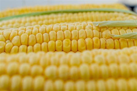 10 Best Sweet Corn Varieties to Grow at Home (With Pictures) | House Grail