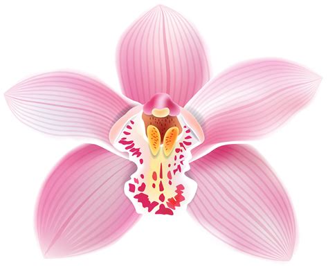 orchid clipart images 10 free Cliparts | Download images on Clipground 2024