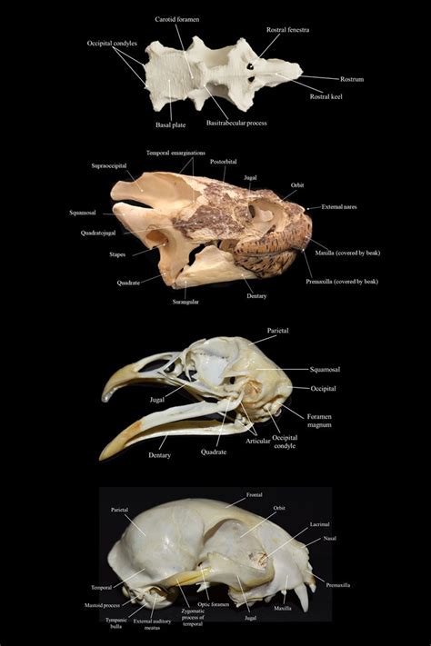 Atlas of Comparative Vertebrate Anatomy | Simple Book Publishing