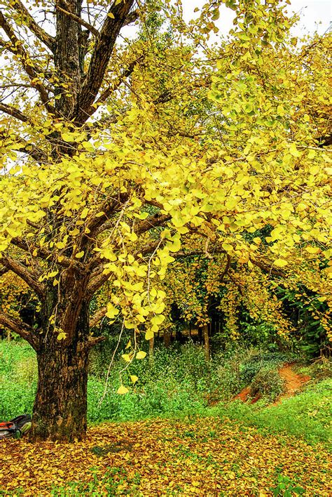 Ginkgo trees in autumn Photograph by Carl Ning - Fine Art America