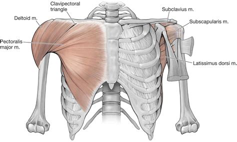 The Shoulder Musculoskeletal Key - DaftSex HD