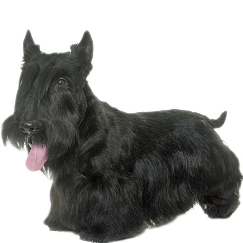 Scottish Terrier Dog Breed Information - Dognomics